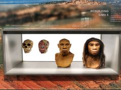 -美国自然历史博物馆