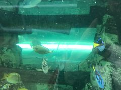 -悉尼海洋生物水族馆