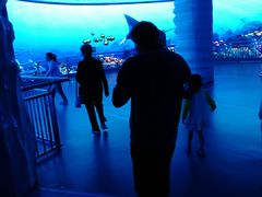 -芜湖新华联大白鲸海洋公园