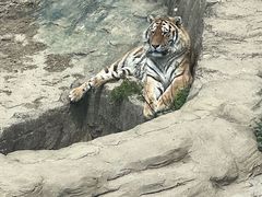 -大连森林动物园