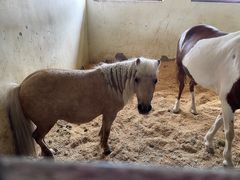 -北京群众马术培训基地