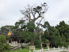 -司徒庙