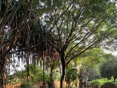 -瑞丽独树成林风景区