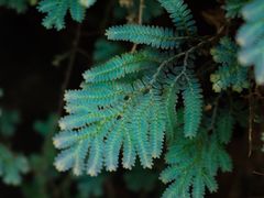 -中国科学院华南植物园