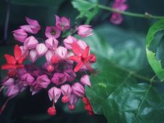 -广东茂名森林公园