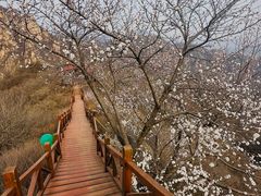 -大岭沟猕猴桃谷风景区