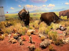 -陕西自然博物馆