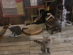 -壹六猫窝(谷德店)