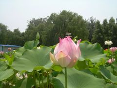 -莲花池公园