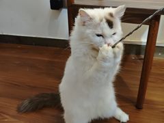 -楼上猫咖(罗湖店)