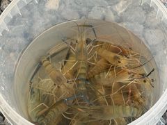 -DGE季风钓虾营地·团建·聚会