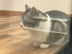 -袖虎·猫馆(体育西路店)