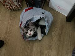 -东方名猫馆·英短金渐层布偶猫舍(环线广场1号楼店)