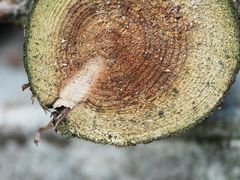 -武陵山森林公园