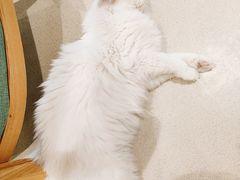 -藏猫猫咖啡主题馆(中央大道店)