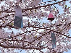 -高东镇樱花园