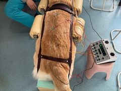 -西安京西宠物医院·瘫痪·疑难杂症