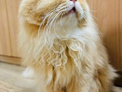 -MOCHA明星猫咖(田子坊店)