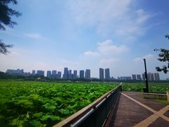 -月湖风景区