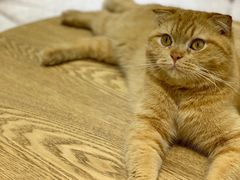 -藏猫猫咖啡主题馆(中央大道店)