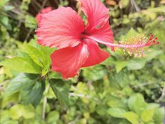 -亚龙湾国际玫瑰谷