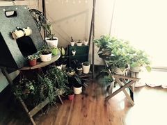 -喵zoo家庭繁育猫舍(尖东智能花园店)