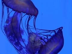 -上海海洋水族馆