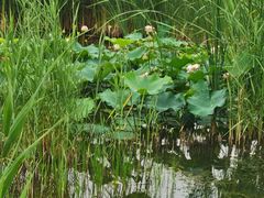 -中关村生命科学园