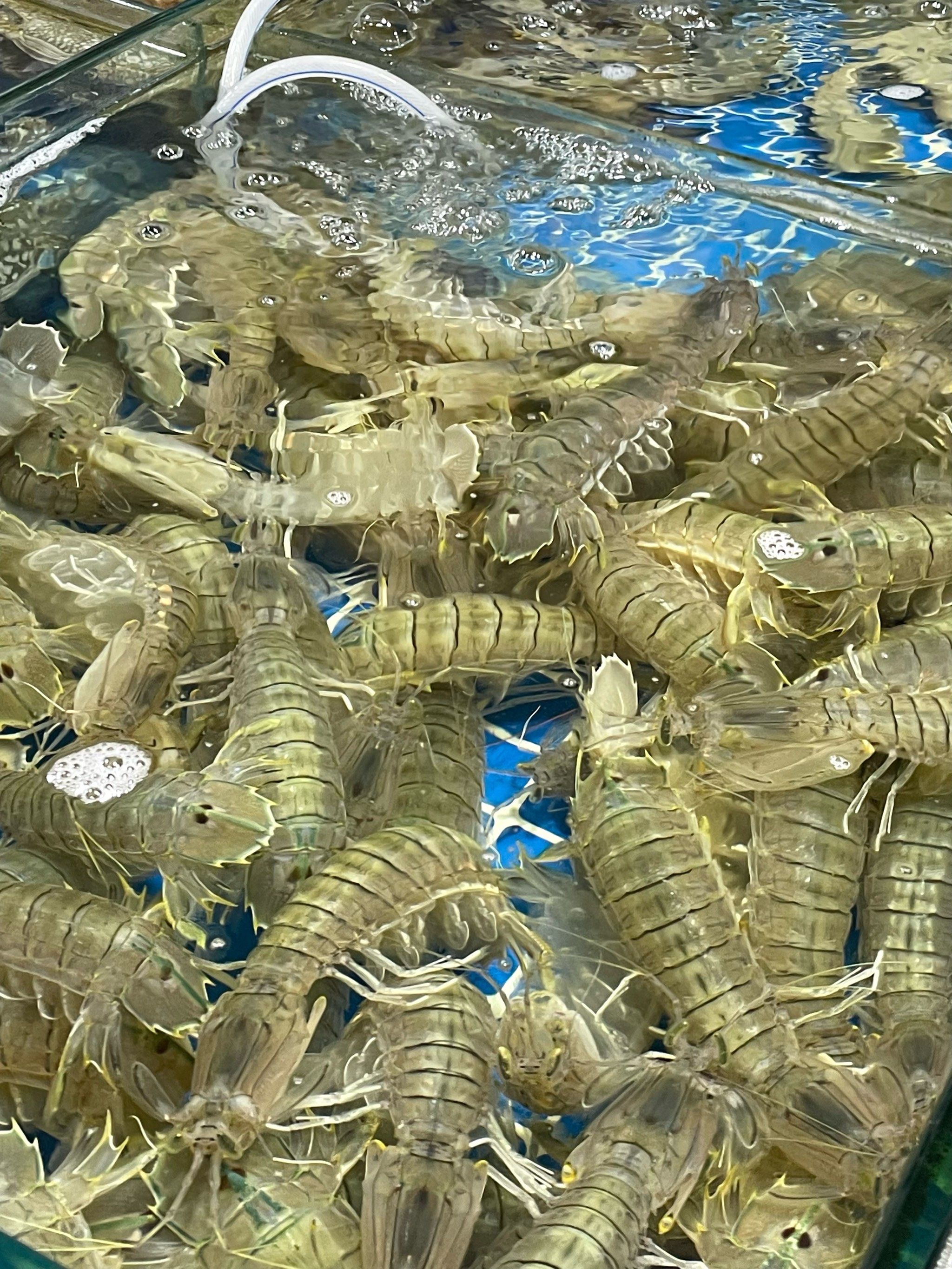 三亚海鲜市场如何避坑?我学到啦!