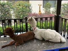 -舜耕山庄四时万和自助餐厅