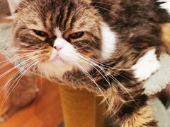 -猫冇咖·家门口的撸猫馆(大融城店)