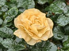 -人民公园(罗湖区)