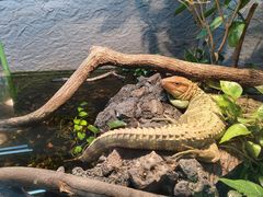 -上海大自然野生昆虫馆(东方明珠·爬宠昆虫探索中心)