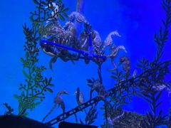 -上海海洋水族馆