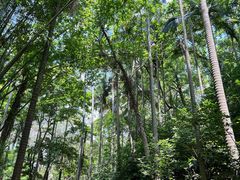 -火炉山森林公园