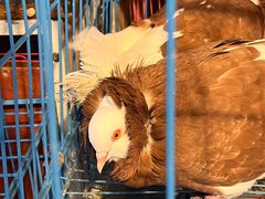 -青石桥花鸟鱼虫市场(叠翠城店)