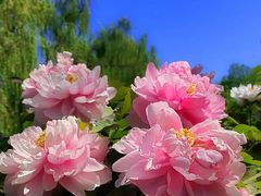-莲花池公园