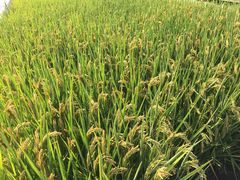 -武汉紫薇都市田园