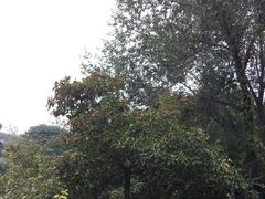 -北京上方山国家森林公园