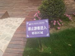 -大塘金香草谷