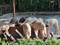 -深圳野生动物园