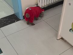 -全心全意连锁动物医院·微创中心·内科急重症·心脏专科(丰管路店)