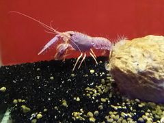 -大连圣亚海洋世界