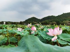 -红山村