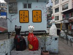 -猫咪博物馆(顶澳仔猫街店)