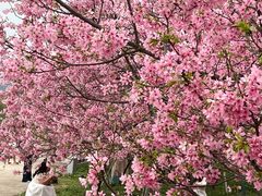 -天适樱花悠乐园
