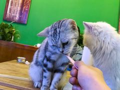 -李小姐の猫咖啡馆(五角场店)