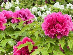 -曹州百花园