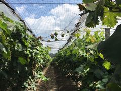 -马陆小张葡萄园农家乐