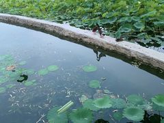 -莲花池公园